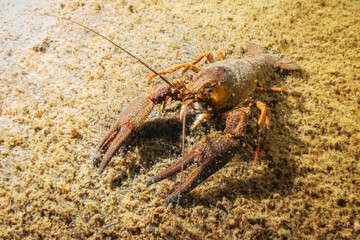 European Crayfish (Astacus Astacus), Quarry Lake, Czech Republic