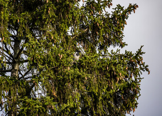 Fototapeta premium wild birds on an autumn sunny day in a beautiful park in Arkhangelsk