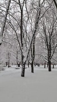 Snow lies on tree branches in a city park in the center of Riga. Snowfall in December in the afternoon in the capital of Latvia. Cold winter weather is changeable in the Baltic