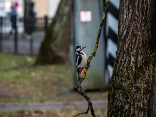 Fototapeta premium red-headed woodpecker in winter park looking for food