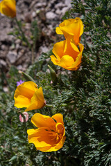 Yellow flowers (California poppies) at the Mirador Tres Valles  - Santuario de la Naturaleza Yerba Loca - Traveling Chile