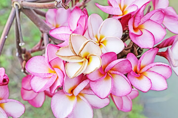 The pink plumeria flower in the garden