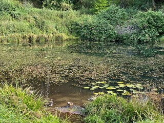 pond covered with plants around the park with different colors of trees and bushes in autumn