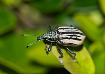 Diaprepes Root Weevil (Diaprepes abbreviatus) crawling through lush foliage in Houston, TX. Destructive pest that can damage many types of crops, especially citrus.