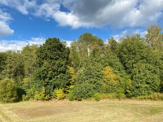 autumn colorful trees and bushes in the park on a sunny day