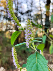 Vietnamese balm flowers in the forest 9