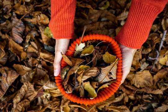 Woman collecting autumn leaves in knit hat