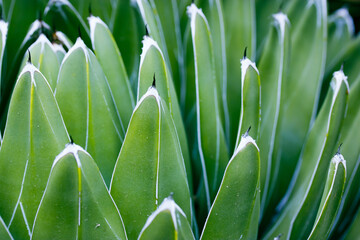 Queen victoria agave. Cacti succulent green smooth leaves in garden, greenhouse.