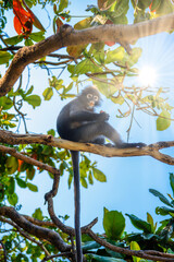 Obraz premium Koh Phaluai, Mu Ko Ang Thong National Park, Gulf of Thailand, Si
