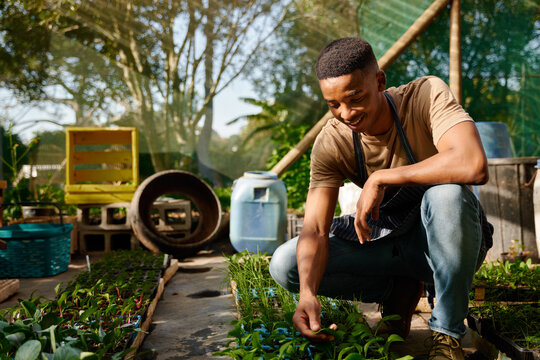 Happy young black man wearing apron and examining the plants at plant nursery