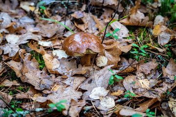 mushrooms in the autumn forest crawled out from under the leaves after the rain