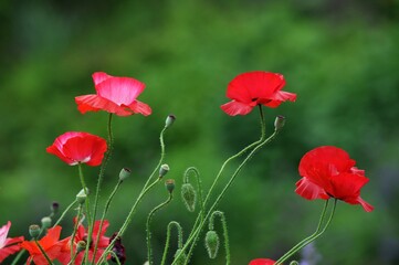 Obraz premium ヒナゲシの花