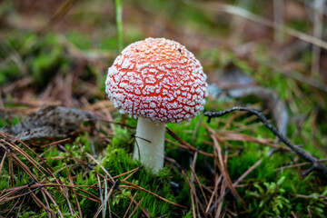 mushrooms in the autumn forest crawled out from under the leaves after the rain