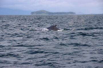 Fototapeta premium Humpback Whale (Megaptera novaeangliae), Auke Bay, Juneau, Alaska, USA.