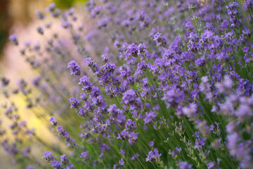 Lavender flowers illuminated with sunbeams - lit by sun rays