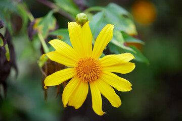 Close-up view of tree marigold flower blooming in the field