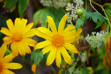 Close-up view of tree marigold flower blooming in the field