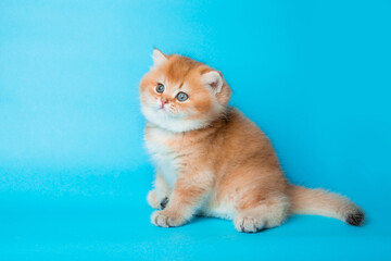 cute red kitten on a blue background. A fluffy kitten looks into the camera on a blue background, front view.