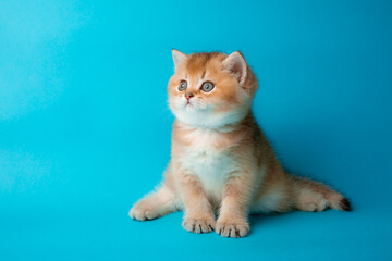  cute red kitten on a blue background. A fluffy kitten looks into the camera on a blue background, front view.