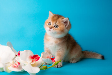 cute red kitten on a blue background with a white orchid flower. A fluffy kitten looks into the camera on a blue background, front view.