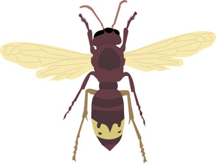 oriental vespa wasp vector