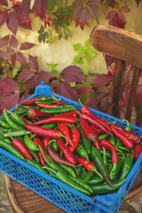 pepper in a box. Red and green bitter fresh pepper in a box, a row in a grocery store, supermarket. Local store concept
