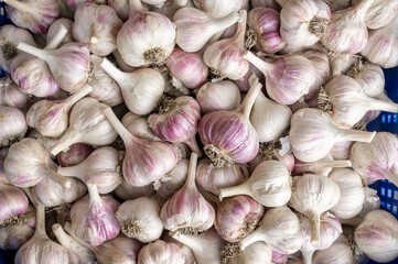 Garlic background. Garlic for sale on market. Agriculture background. Close-up. Top view
