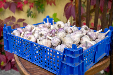 Garlic background. Garlic for sale on market. Agriculture background. Close-up