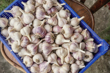 Garlic background. Garlic for sale on market. Agriculture background. Close-up. Top view