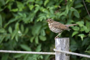 Grive musicienne - Song Thrush - Turdus philomelos
