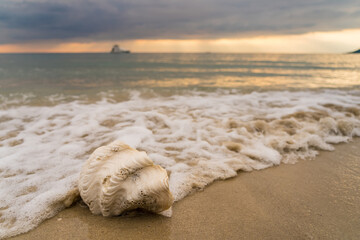 seashell on the beach at sunset time.