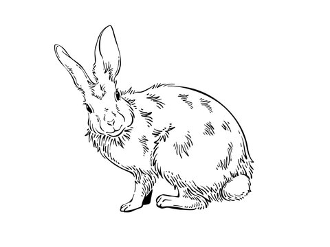 Rabbit hand drawn black and white drawing cute easter animal bunny pet illustration 