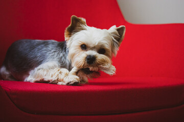 Cute funny purebred Yorkshire Terrier dog lies on a red chair in a modern interior and chews on a white pet toy. The funny puppy is looking straight ahead. Cute doggie, dogs, pup plays indoors at home
