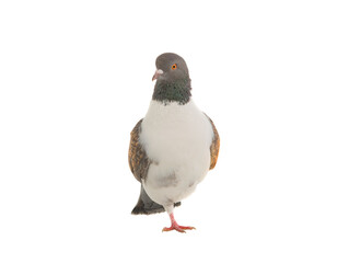 german modena pigeon stands on one leg isolated on white background