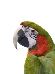 portrait large green macaw, (ara ambigua). isolated on white background