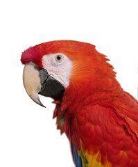red parrot scarlet macaw, isolated on white background