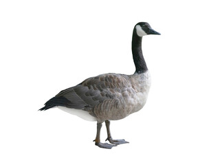 wild goose (Branta canadensis) isolated on white background