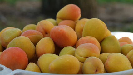 Freshly harvested fresh ripe apricots are sweet fruits gathered together waiting to be eaten or canned. Fresh ripe apricots for marmalade production