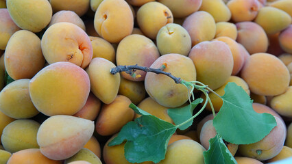 Freshly harvested apricots, ingredient or product photo