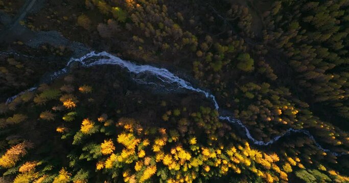 Aerial view rising over Ahrntal Casere valley waterfall cascading through pristine gold autumn woodland, South Tyrol