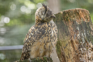 Grand-duc d'Europe - Eurasian eagle owl - Bubo bubo