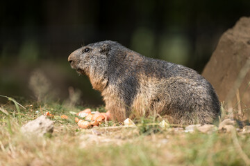 Marmotte - Marmot - Marmota