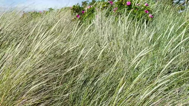 Vertical pan along marram grass and wild roses at Baltic Sea beach of Langeland, Denmark