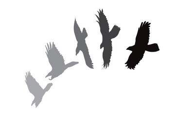 Collection of fly birds.
