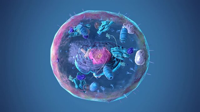Seamless loop of the components of an eukaryotic cell, nucleus and organelles and plasma membrane - alpha channel