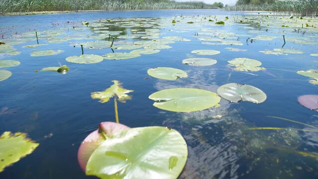 Beautiful water lily in Danube Delta Romania. Cruise through waterlily reservation in Danube's delta. Protected area. Boat trip through the waterlily reservation. Lake with waterlilies