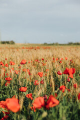 Fresh flowers growing in field