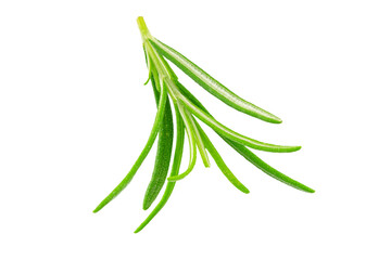 Close-up of a fresh rosemary twig isolated on a transparent background