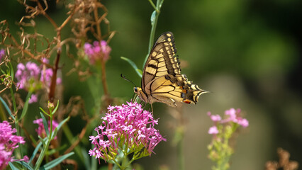 Papilio machaon (Swallowtail), Vanoise, France