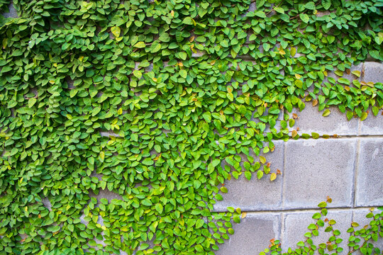 The detail of green climbing plants on a wall  may be used as a texture concept background wallpaper